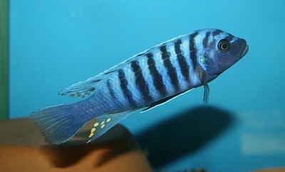 Maylandia tarakiki 'Ngkuyo Island'